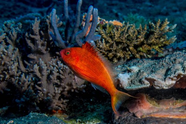 شاهین ماهی دم چنگی