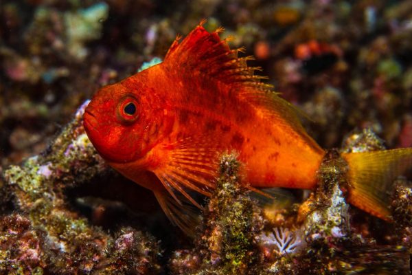 شاهین ماهی دم چنگی