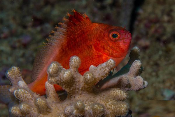 شاهین ماهی دم چنگی