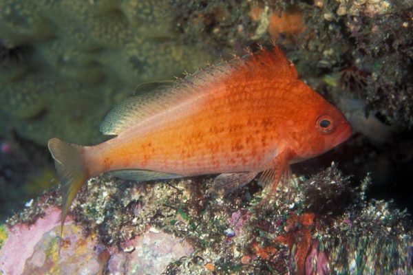 شاهین ماهی دم چنگی