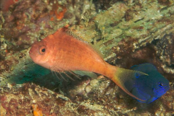 شاهین ماهی دم چنگی