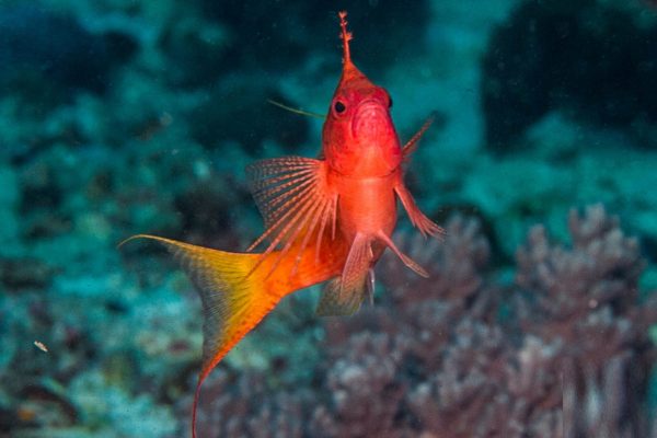 شاهین ماهی دم چنگی