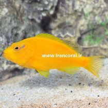 Yellow Hawkfish