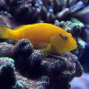 Yellow Hawkfish