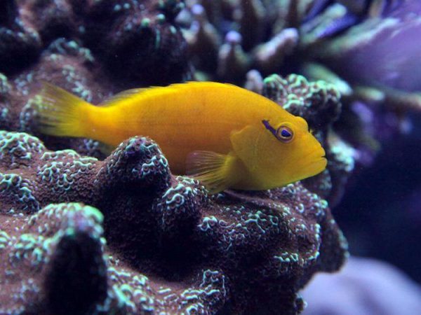 Yellow Hawkfish
