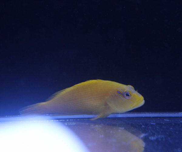 Yellow Hawkfish