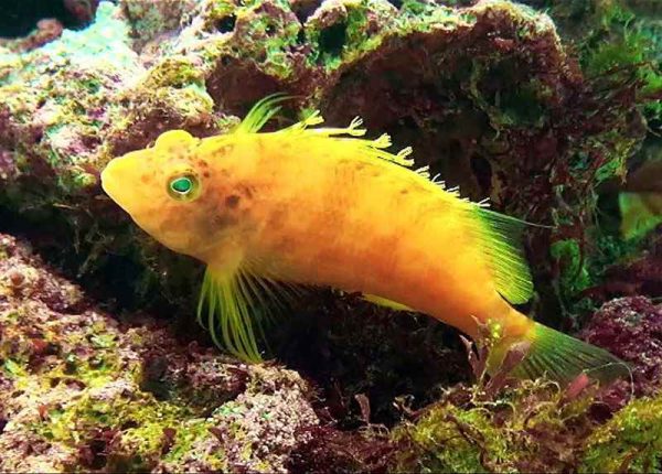 Yellow Hawkfish