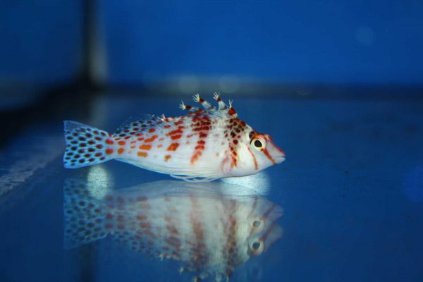 Falco Hawkfish