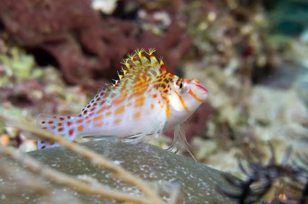 شاهین ماهی فالکو