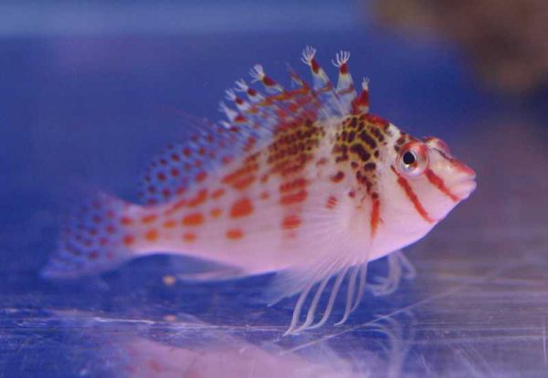 Falco Hawkfish