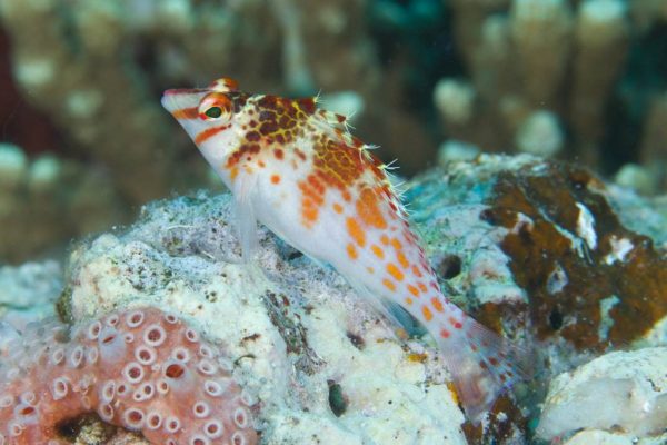 شاهین ماهی فالکو