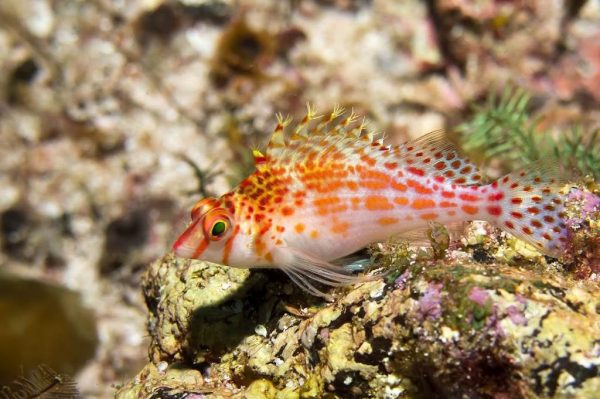 شاهین ماهی فالکو