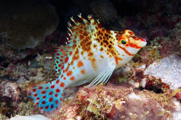 شاهین ماهی فالکو