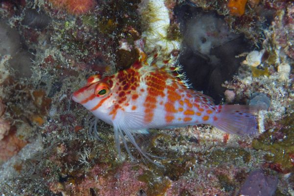 شاهین ماهی فالکو