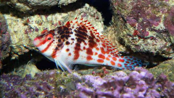 Falco Hawkfish