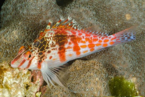 شاهین ماهی فالکو