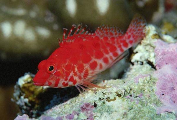 شاهین ماهی مرجانی