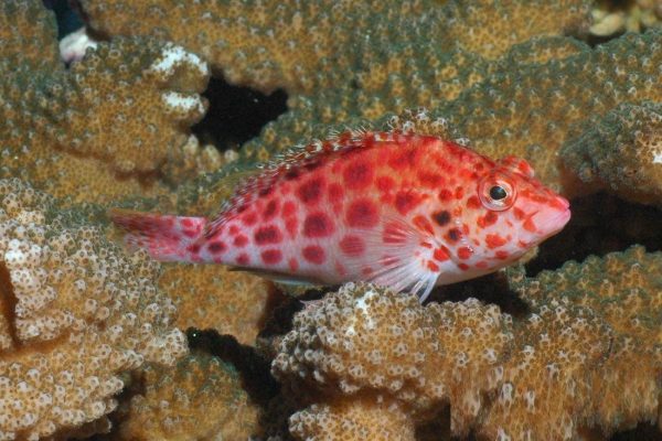 شاهین ماهی مرجانی