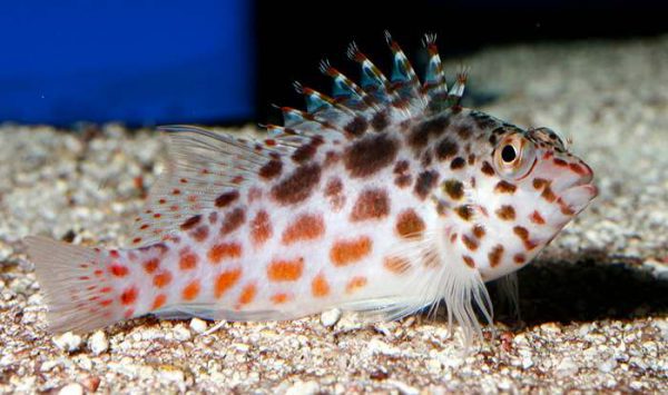 Pixy/Spotted Hawkfish