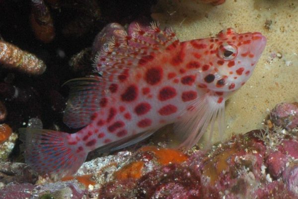 شاهین ماهی مرجانی