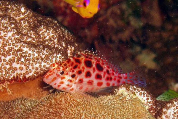 Pixy/Spotted Hawkfish