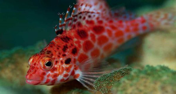 شاهین ماهی مرجانی