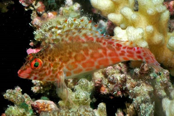 شاهین ماهی مرجانی