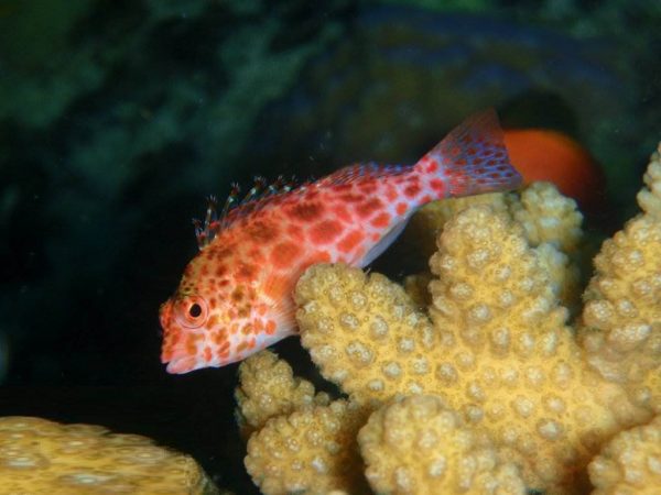 شاهین ماهی مرجانی