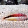 Freckled Hawkfish