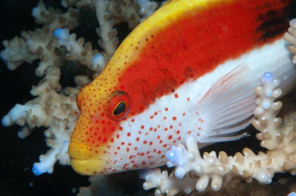 Freckled Hawkfish