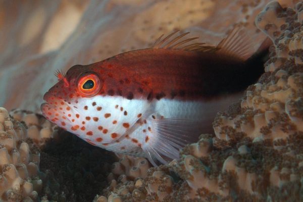 شاهین ماهی پهلو رنگی