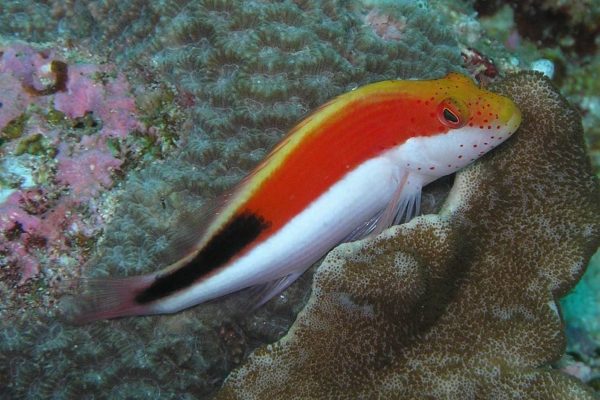 شاهین ماهی پهلو رنگی