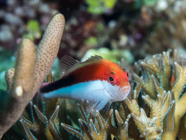 شاهین ماهی پهلو رنگی