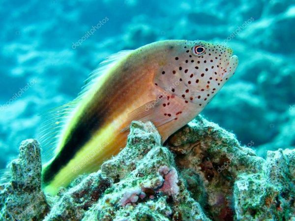 Freckled Hawkfish