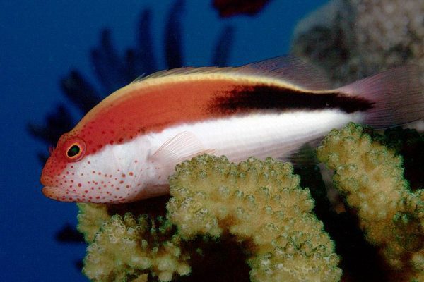 شاهین ماهی پهلو رنگی