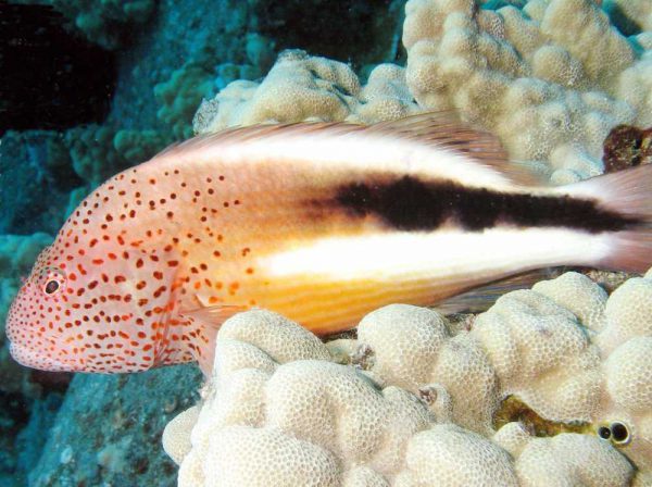 Freckled Hawkfish