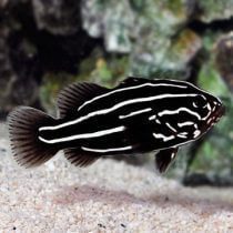 صابون ماهی شش خط