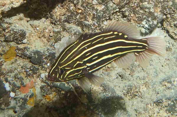 صابون ماهی شش خط