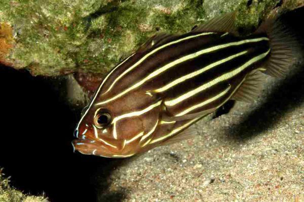 صابون ماهی شش خط