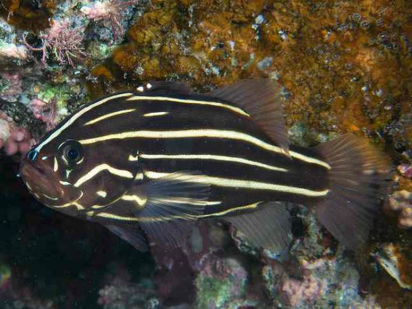 صابون ماهی شش خط