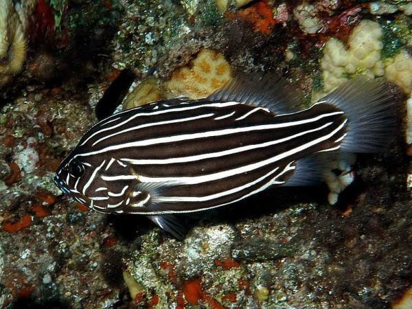 صابون ماهی شش خط