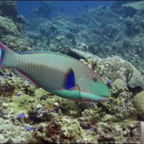 طوطی ماهی دو رنگ بالغ