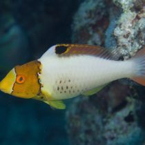 طوطی ماهی دو رنگ (نابالغ)