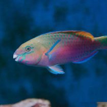 طوطی ماهی کویی