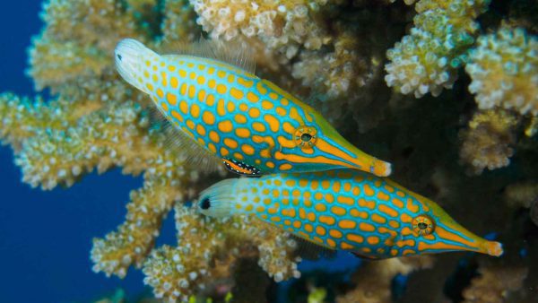 فایل فیش هارلکویین