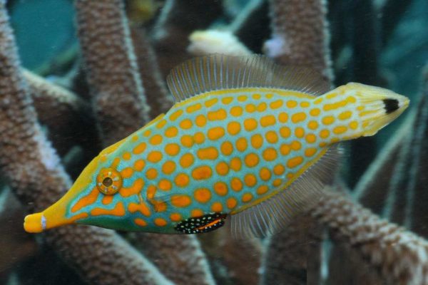 فایل فیش هارلکویین