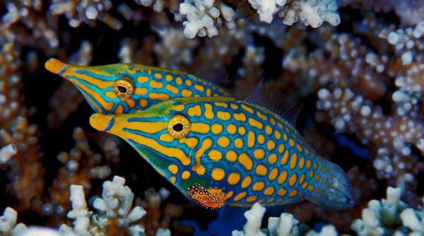 فایل فیش هارلکویین