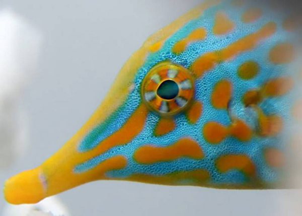 فایل فیش هارلکویین