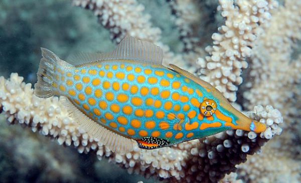 Longnose Filefish
