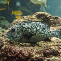 لب شکری خال دار (بالغ)